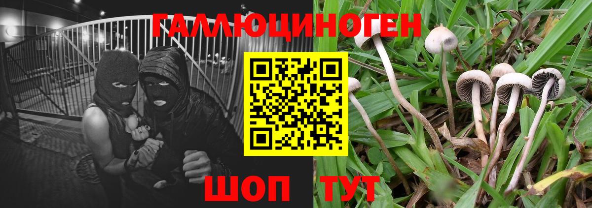 Мценск  Галлюциногенные грибы прущие грибы  Вход с VPN 